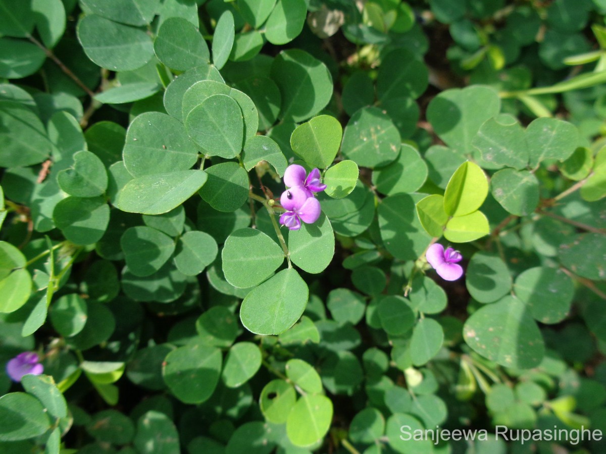 Grona triflora (L.) H.Ohashi & K.Ohashi